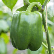 US Seller Bell Pepper Seeds - Pepper Seeds - USA Grown - Non Gmo  - £5.52 GBP