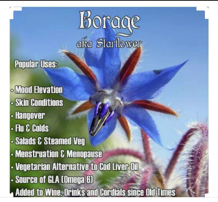 Primary image for 60 BORAGE Seeds-Edible Herb Plant-Non GMO-Open Pollinated-Organic