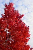 Red Maple Tree 2.5" pot image 4