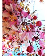 Pink Shower Wishing tree Cassia bakeriana 100 Seeds ThailandMrk - £19.54 GBP