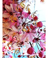 Pink Shower Wishing tree Cassia bakeriana 100 Seeds ThailandMrk - $34.30 CAD