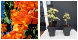 Bengal Orange Well Rooted Live Variegated Bougainvillea starter/plug Plant* - £37.74 GBP