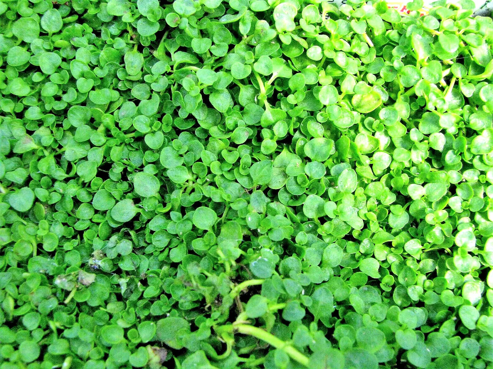 1000 Bulk Corsican Mint Mentha Requienii Herb Fragrant Ground Cover Flower Seeds - $21.45