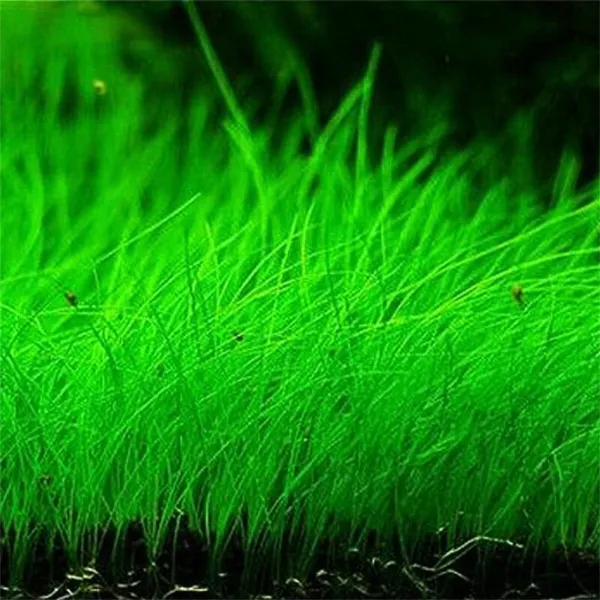 Zellajake Aquarium Grass Plants Seeds Mini Hairy Grass Seeds 10G Fish Tank Aquar - $22.98