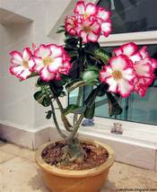 1 Seeds, Desert Rose Seeds White Flowers with Rose Pink SH112038C - £11.94 GBP