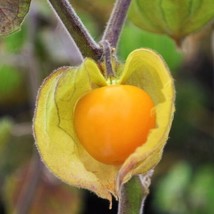 Hawaiian Giant Poha Berry Physalis Peruviana Golden Ground Cherry Garden Usa Shi - $9.90