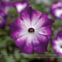 Radiant Blue Petunia Plants Flower 100 Seeds Very Beautiful in Spring E3154 - £7.02 GBP