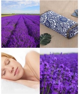 Dreams into a sea of lavender flowers Every night Nature dried flowers P... - $49.88