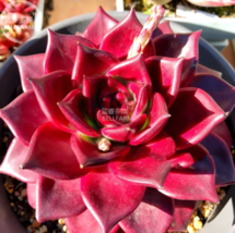  SEED Echeveria agavoides Romeo Rubin Succulent Plant Seed - $8.99