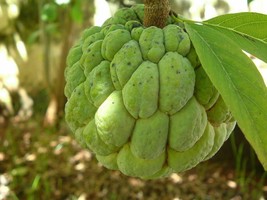 Sweetsop - Sugar Apple - Annona squamosa - 3+ seeds - Gx 068 - £1.91 GBP