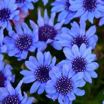 SEPTH Blue Daisy-Felicia Heterophylla Blue- 25 seeds- BOGO 50% off SALE - £4.96 GBP