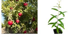Punica granatum - Salavatski Russian Pomegranate - Live Plant - £36.76 GBP