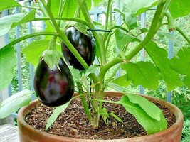 50 Round EGGPLANT Seeds Organic India Heirloom Vegetable - $145.08 MXN