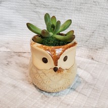 Owl Planter with Succulent, Many Fingers Sedum Pachyphyllum, Bird Animal Planter image 2