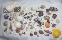 Large Over 70 Item Sea Shell Ocean Life Lot Conches Sandollars Clams Cow... - £78.72 GBP