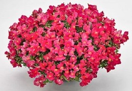 Snapdragon Seeds Candy Showers Rose 15 Multi Pelleted Seeds Trailing Fresh Garde - £19.24 GBP