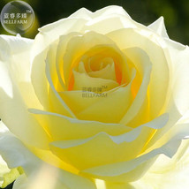 BELLFARM Rose Yellow Blooms 50 diameter 13cm Bright Light Big Seeds, l... - £9.51 GBP