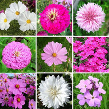 Wildflower Mix Tick Pink Pink Flowers Zinnias More 500 Seeds Fresh Seeds USA - £11.13 GBP