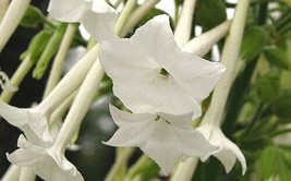 50+ White Nicotiana Sylvesteis Flower Seeds Reseeding Annual Fragrant - £7.79 GBP