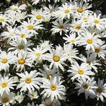 DWARF SHASTA DAISY SEEDS Chrysanthemum maximum 2000 Seeds for Planting - $17.00
