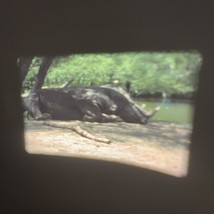 Super 8 Home Movie International Wildlife Park Grand Prairie Texas 1985 ... - £19.28 GBP