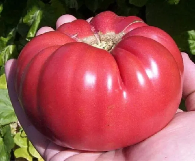 Aunt Ginnys Purple Tomato 20 Seeds Heirloom Fresh Garden - £17.29 GBP
