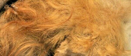 1 Gram Woolly Mammoth Real Hair Wooly Bone Large Wool Fur Mastodon Extinct Nice - £83.05 GBP