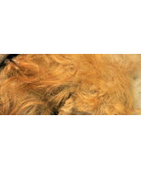 1 GRAM WOOLLY MAMMOTH REAL HAIR WOOLY BONE LARGE WOOL FUR MASTODON EXTIN... - $103.90
