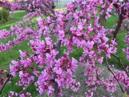 Yuga89 Store Avondale Redbud Tree{Cercis Chinensis} Indoor/Outdoor 10 Seeds - £4.37 GBP