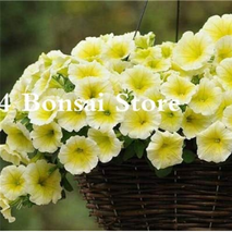 100  pcs Petunia Bonsai Four Seasons Can Be Planted Perennial Flowers Planting I - £3.98 GBP