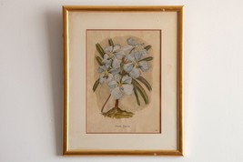 Vintage Framed Botanic Print - Blue Orchid/Vanda Coerulea-Glass Front Gold Wood - £48.82 GBP