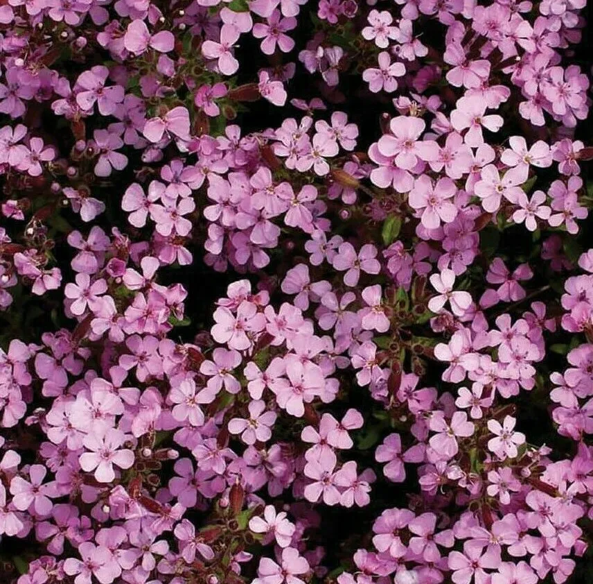 500 Rock Soapwort Saponaria Seeds - for Garden Flower - £3.82 GBP