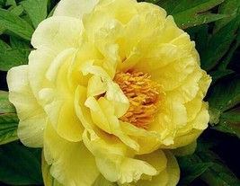 10pc PEONY SEEDS Garden Plant Flower blossom exotic USA seller FREE ship... - $5.65