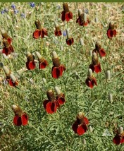 Coneflower DWARF RED Pollinators Meadow Wildflower Non-GMO Perennial 500... - £6.51 GBP