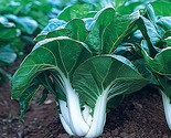 250 Seeds Pok Choi White Stem Chinese Cabbage Seeds Fast Shipping - $8.99