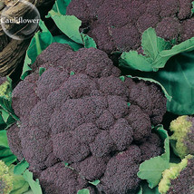 New Fresh Italian Black Cauliflower Di Sicilia Violetto Vegetables 100 Seeds Org - £3.72 GBP