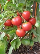 SGH 50 Seeds Super Bush Tomato Tomatoe Vegetable Garden Edible Canning - £4.24 GBP