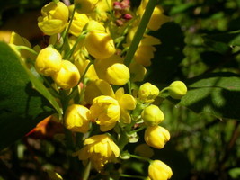 Best Creeping Barberry Creeping Oregon Grape (Mahonia repens) 50 seeds - £3.19 GBP