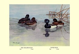 New Zealand Scaup and Tufted Ducks 20 x 30 Poster - £20.83 GBP