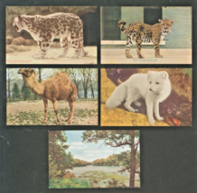 New York CITY-ZOOLOGICAL PARK-ARCTIC FOX-JAGUAR-CAMEL-LEOPARD-LOT 5 Postcards - £11.69 GBP