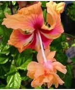 WELL ROOTED PEACH LION&#39;S TAIL POM POM POODLE Tropical Hibiscus Plant - $41.98