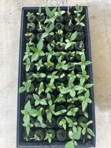  10 Baby Hawaiian Plumeria Franjipani Plant Mix Colors - £56.05 GBP