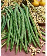 MX 15 Seeds Blackeye Pea Black Eye Eyed Southern Cow Peas Heirloom Beans... - $9.77