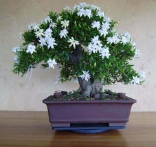 25 White Jasmine Bonsai Tree Seeds Vibrant White Flowers - $6.60