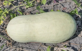 15 + Seeds  Charleston Grey  Watermelon  Garden  Fruit Healthy Planting Summer F - £6.97 GBP