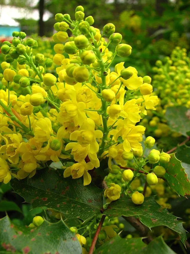 Oregon Grape Holly, 50 Seeds - $25.38 CAD