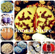 10 Seeds Lithops Plants Mix Varieties Succulent Plant Living Stone Ornam... - $181.16 MXN
