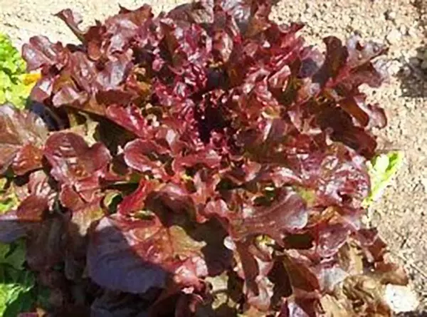 Fresh Seeds Lettuce Red Salad Bowl Great Vegetable 60000 Seeds - £21.95 GBP