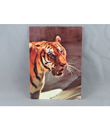 Vintage Postcard - Siberian Tiger San Diego Zoo - San Diego Zoo Productions - $20.37 CAD