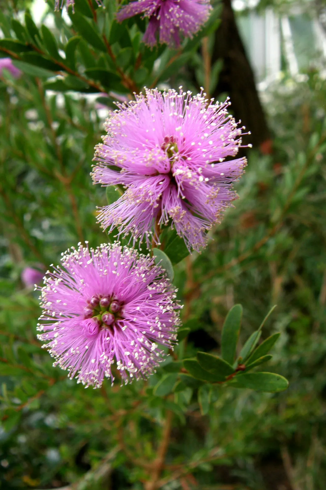 River Bottlebrush Pink (Callistemon Sieberi ) 200 Seeds - £4.49 GBP